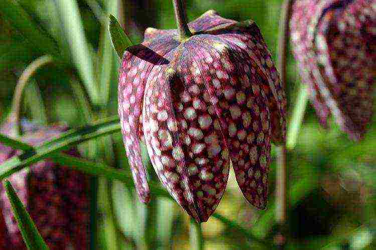 fritillaria rubra imper การปลูกและดูแลในทุ่งโล่ง