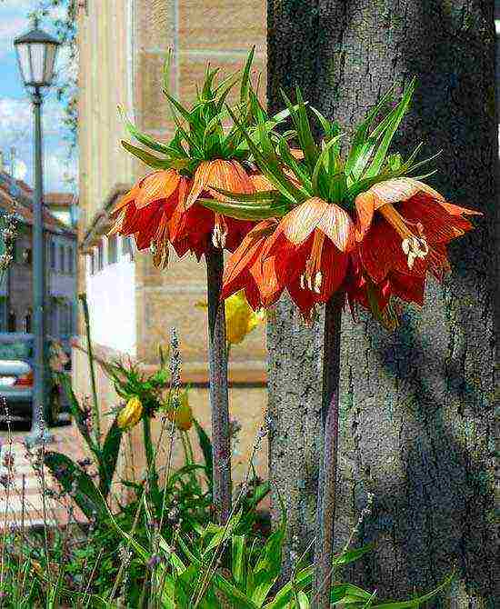 pagtatanim at pangangalaga sa fritillaria rubra imper sa bukas na bukid