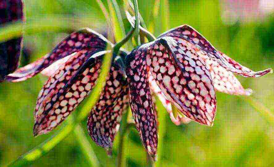 fritillaria rubra imper การปลูกและดูแลในทุ่งโล่ง