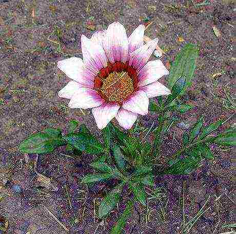 gating planting and care in the open field for the winter