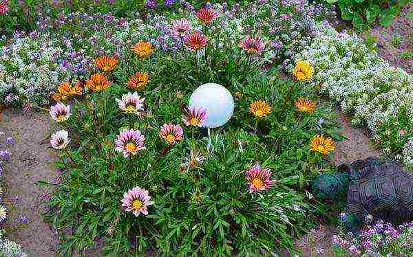 gating planting and care in the open field for the winter