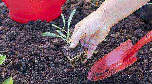 gating planting and care in the open field for the winter