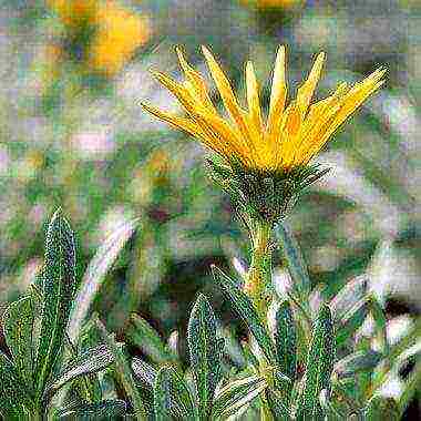 gating planting and care in the open field for the winter