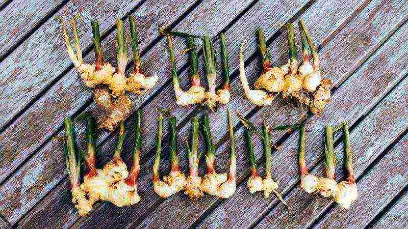 where and how ginger is grown at home