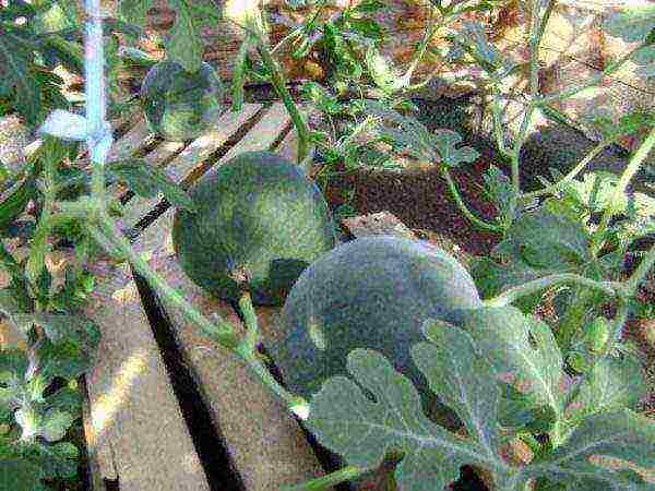 where is it better to grow watermelons in a greenhouse or on the ground