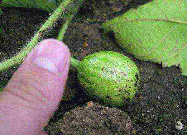 where is it better to grow watermelons in a greenhouse or on the ground