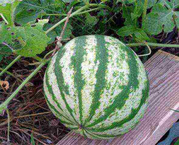 where is it better to grow watermelons in a greenhouse or on the ground