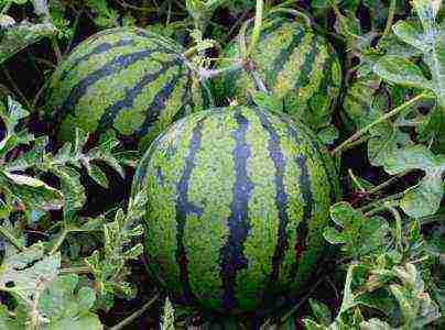 where is it better to grow watermelons in a greenhouse or on the ground