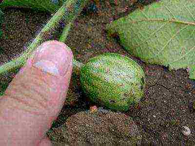 where is it better to grow watermelons in a greenhouse or on the ground