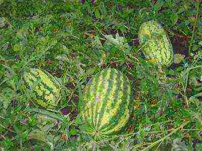 where is it better to grow watermelons in a greenhouse or on the ground