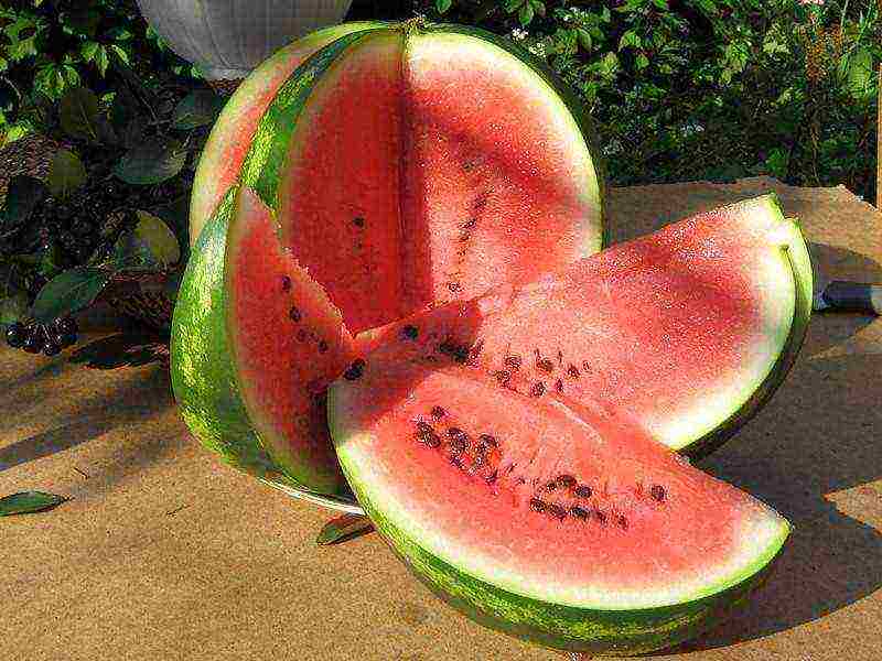 where is it better to grow watermelons in a greenhouse or on the ground