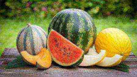 where is it better to grow watermelons in a greenhouse or on the ground