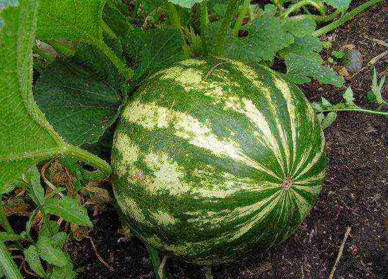 where is it better to grow watermelons in a greenhouse or on the ground