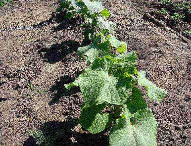 where is it better to grow watermelons in a greenhouse or on the ground