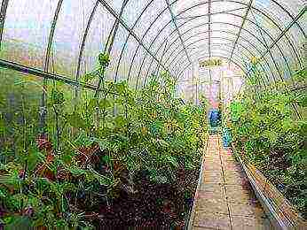 where is it better to grow cucumbers in a greenhouse or in a greenhouse