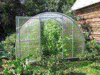 where is it better to grow cucumbers in a greenhouse or in a greenhouse