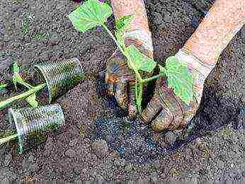 where is it better to grow cucumbers in a greenhouse or in a greenhouse