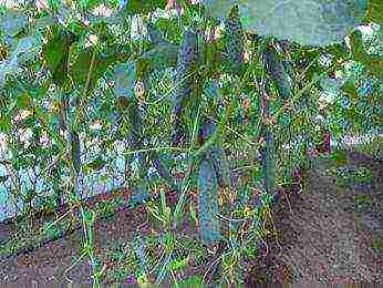 where is it better to grow cucumbers in a greenhouse or in a greenhouse