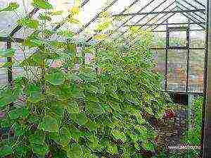 where is it better to grow cucumbers in a greenhouse or in a greenhouse