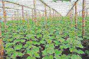 where is it better to grow cucumbers in a greenhouse or in a greenhouse