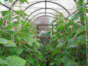 where is it better to grow cucumbers in a greenhouse or in a greenhouse