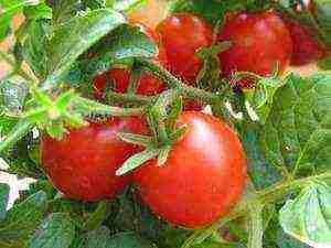 where is it better to grow tomatoes in a greenhouse or outdoors