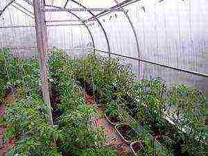 where is it better to grow tomatoes in a greenhouse or outdoors