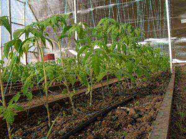 where is it better to grow tomatoes in a greenhouse or outdoors
