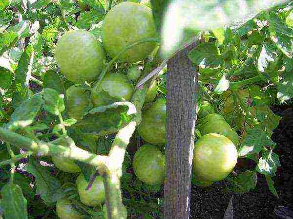 where is it better to grow tomatoes in a greenhouse or outdoors