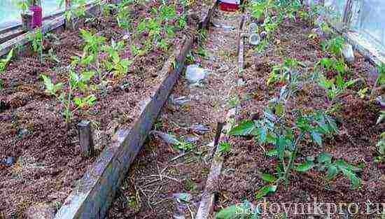 kung saan mas mahusay na palaguin ang mga kamatis sa isang greenhouse o sa labas