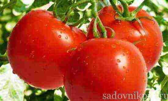 where is it better to grow tomatoes in a greenhouse or outdoors