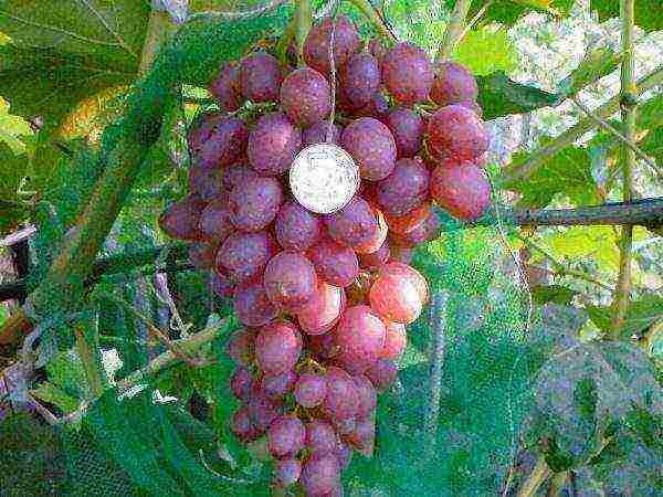 where is it better to grow grapes in the Krasnodar Territory