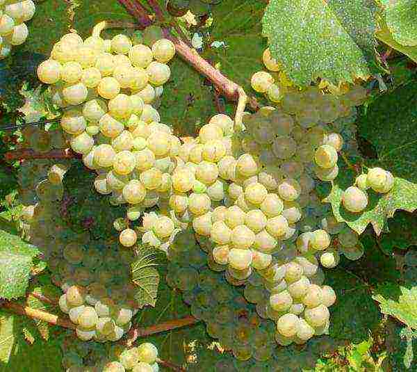 where is it better to grow grapes in the Krasnodar Territory