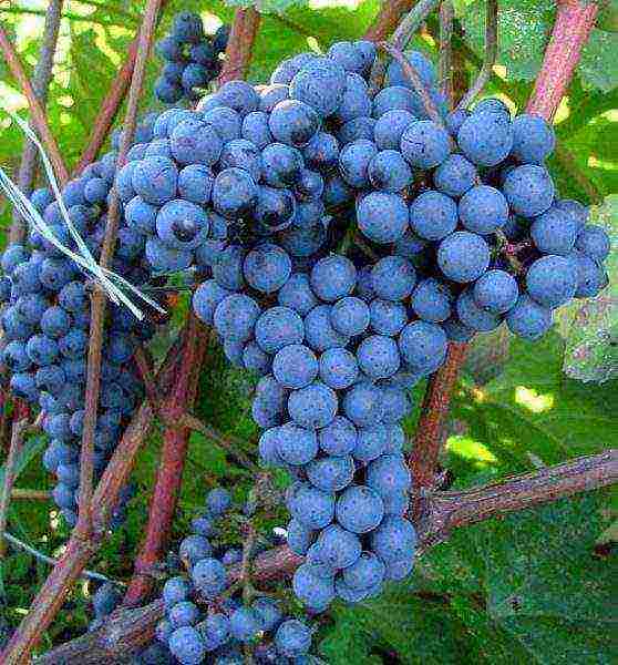 where is it better to grow grapes in the Krasnodar Territory