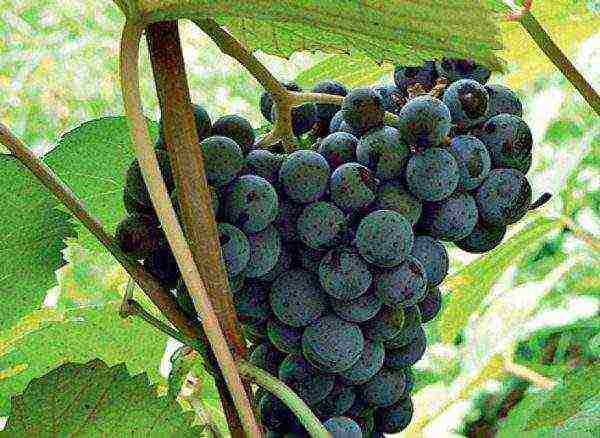 where is it better to grow grapes in the Krasnodar Territory