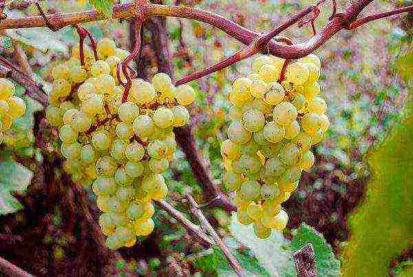 where is it better to grow grapes in the Krasnodar Territory