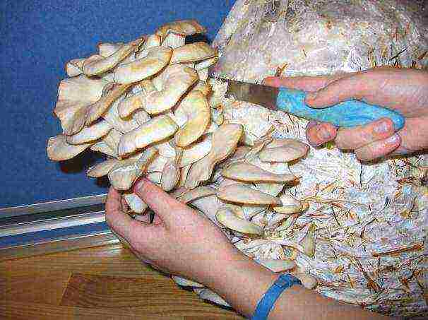 where to grow oyster mushrooms at home