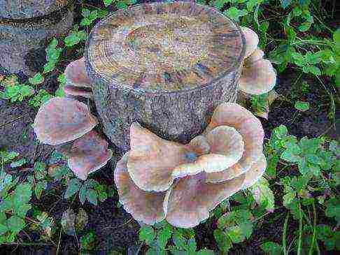 where to grow oyster mushrooms at home