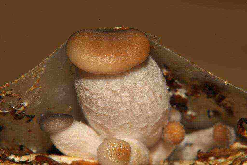 where porcini mushrooms are grown on an industrial scale