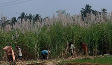 where sugar beets and sugar cane are grown