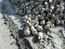 where sugar beets and sugar cane are grown