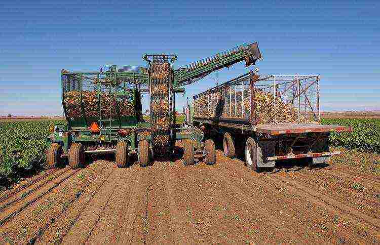 where sugar beets and sugar cane are grown