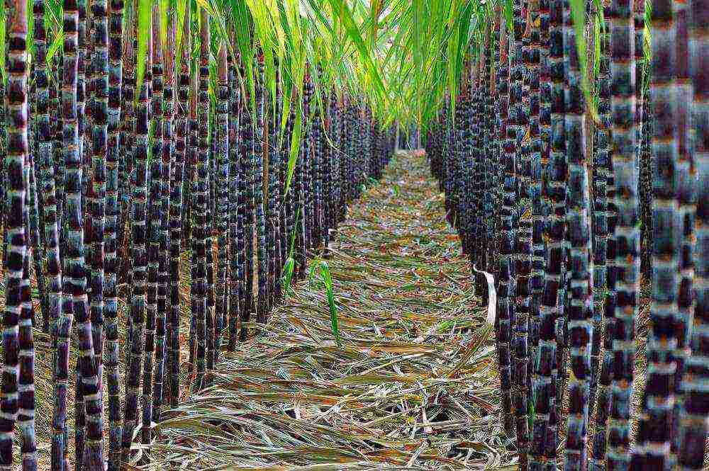 kung saan lumaki ang mga sugar beet at tubo