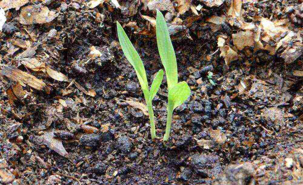 kung saan lumaki ang mga sugar beet at tubo