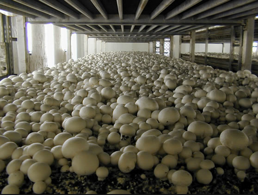 where mushrooms are grown in the leningrad region