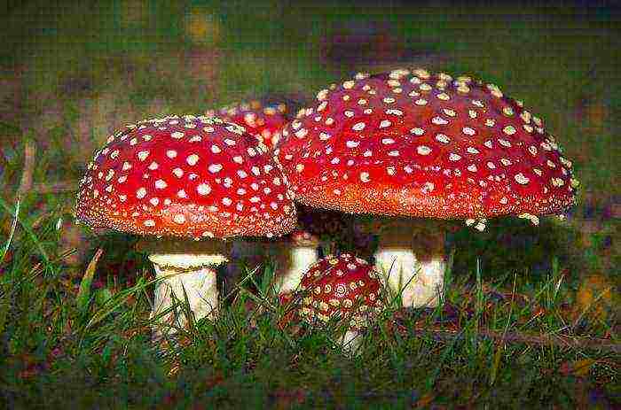 where mushrooms are grown in the leningrad region