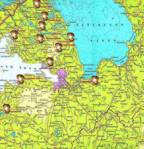 where mushrooms are grown in the leningrad region