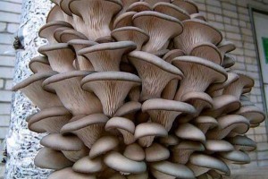 where oyster mushrooms are grown at home