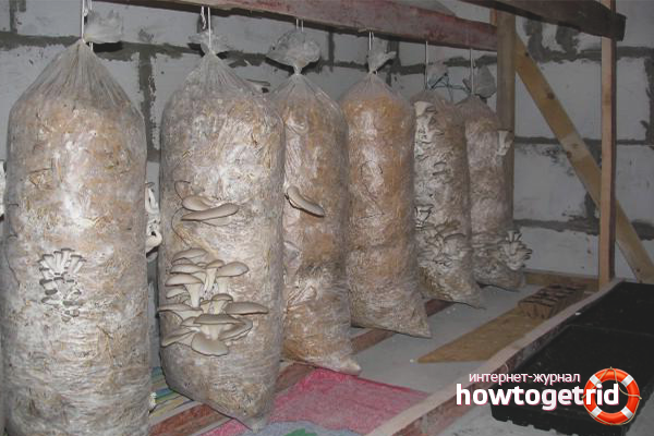 where oyster mushrooms are grown at home