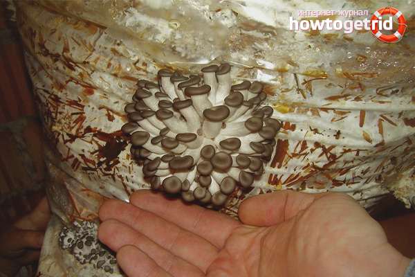 where oyster mushrooms are grown at home